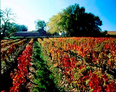 Autumnal vineyard at Chteau lEscadre   Cars Gironde France   Premires Ctes de Blaye  Bordeaux