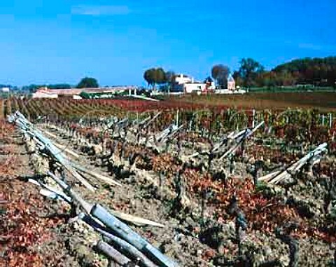 Vines have been pruned ready for new stakes and   wires Chteau Barbe Cars Gironde France   Premires Ctes de Blaye  Bordeaux