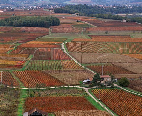 Autumnal vineyards and maize fields in the Lot Valley south of Prayssac Lot France  AC Cahors