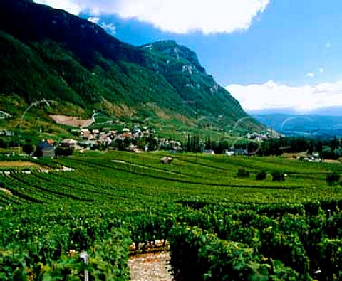 Vineyards at Chignin Savoie France