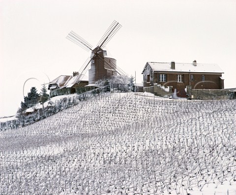 Snow covered vineyard by the windmill of  Verzenay on the Montagne de Reims Marne France  Champagne