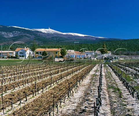Vineyard in early spring with Mont Ventoux in distance SteColombe Vaucluse France  Ctes du Ventoux