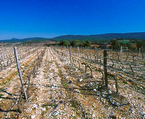 Vineyard of Chteau Vignelaure in early spring     Rians Var France   AC Coteaux dAixenProvence