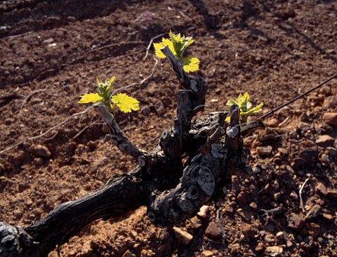 The first leaves of spring late March in vineyard  at La LondelesMaures Var France      AC Cte de Provence