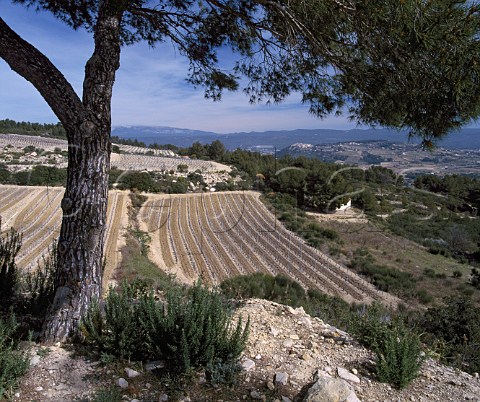 Vineyards of Chteau de Pibarnon in the early   spring    La CadiredAzur Var France       AC Bandol