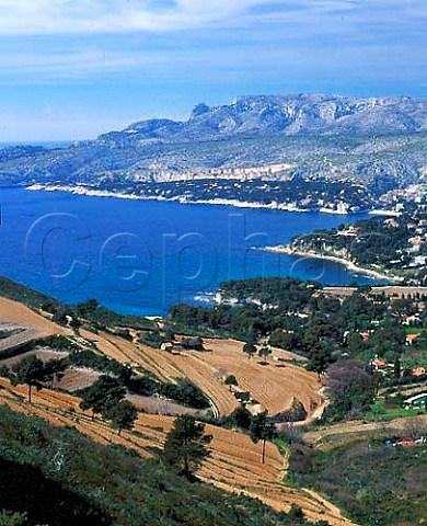 Domaine du Clos SteMagdeleine vineyard in early spring Cassis BouchesduRhne France AC Cassis