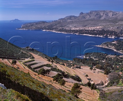 Domaine du Clos SteMagdeleine vineyard in early spring above the Mediterranean at Cassis BouchesduRhne France     AC Cassis