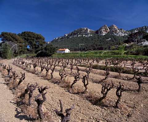 Vineyard in early spring near Cassis  BouchesduRhne France  AC Cassis