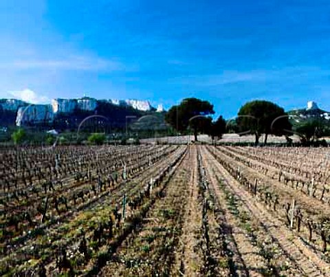 Vineyard of Chateau de Calissanne in the early Spring LanondeProvence BouchesduRhone France   AC Coteaux dAixenProvence