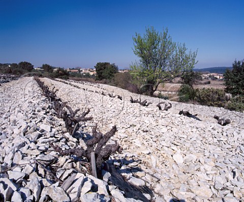 Vineyard in early spring on the white limestone soil of Lirac Gard France  AC Lirac