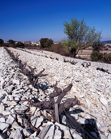 Bush vines in early spring on limestone covered soil at Lirac Gard France  AC Lirac