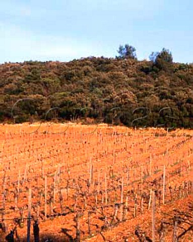 Mas de Daumas Gassac  red soil of the original   Cabernet Sauvignon vineyard Aniane Herault France