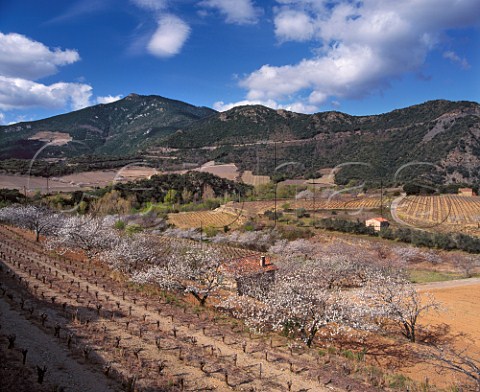 Fruit trees blossoming in early spring by vineyard    in the Orb Valley near Vieussan Hrault France     AC StChinian