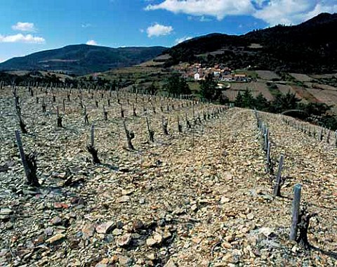 Early spring in vineyard on schist soil above Mezeilles Hrault France    StChinian