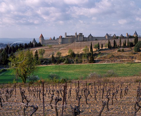 La Cit the old town of Carcassonne viewed over vineyards in early spring  Aude France   AC Malepre