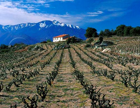 Vineyard in the hills above Vinca with the   Massif de Canigou 2784m beyond   PyrnesOrientales France   Ctes du Roussillon