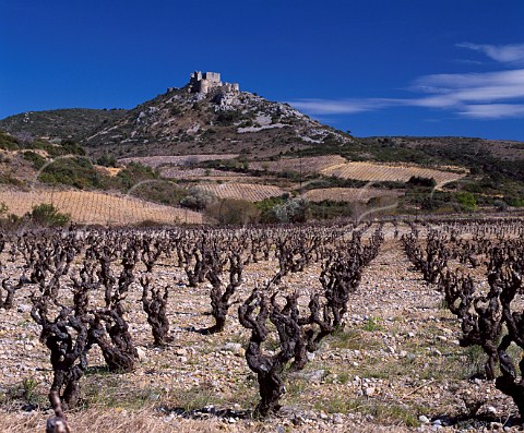 Early spring in vineyards below the Cathar Chteau dAguilar Tuchan Aude France   AC Fitou