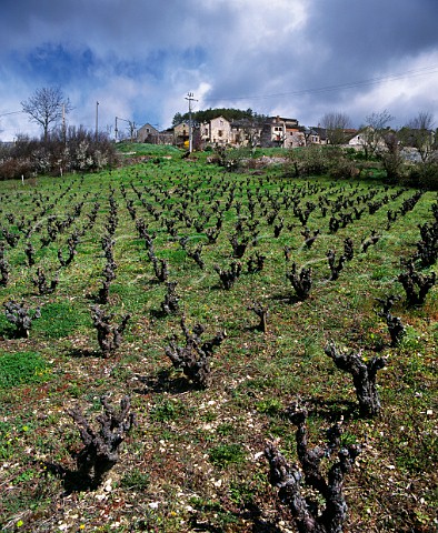 Vineyard in the early spring below the village of Compeyre Aveyron France Ctes de Millau