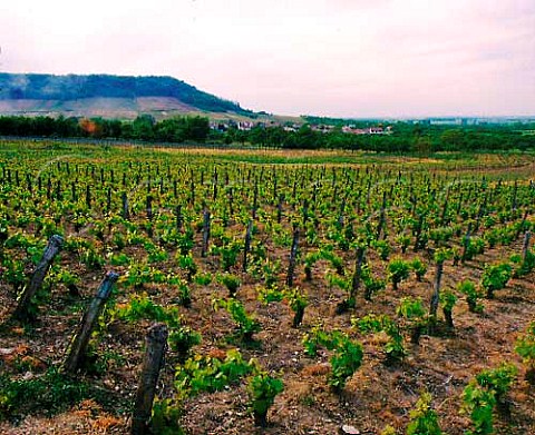 Vineyard at Lucey near Toul Lorraine France     VDQS Ctes de Toul