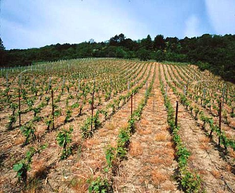 Vineyard at Bruley near Toul Lorraine France      VDQS Ctes de Toul