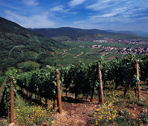 Pinot Gris in the Rotenberg vineyard of  Domaine ZindHumbrecht at Wintzenheim with the town of Turckheim in distance HautRhin France Alsace