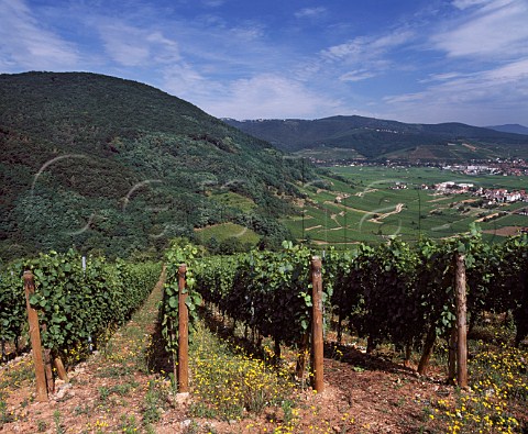 Pinot Gris vineyard of Domaine  ZindHumbrecht on the hill of Rotenberg at Wintzenheim with Turckheim in distance  HautRhin France   Alsace