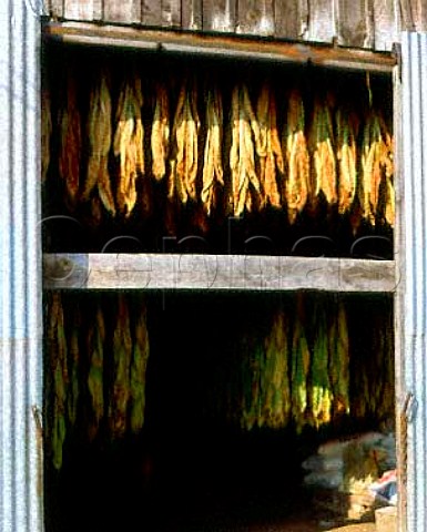 Tobacco drying in shed Near Sarlat Dordogne   France