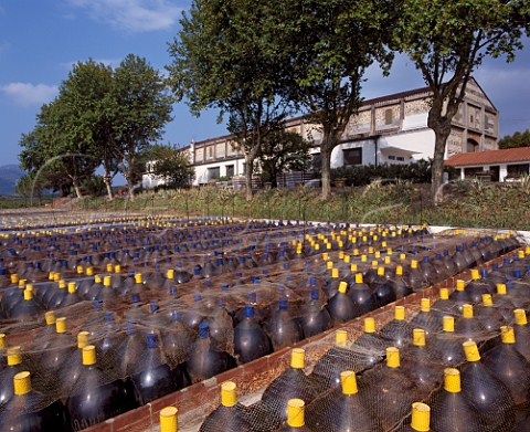 Glass bonbonnes each holding 70 litres in  which the wine is placed for its 1st year   Mas Amiel Maury PyrnesOrientales France        AC Maury