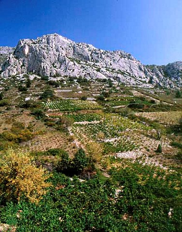 Vineyards near Tautavel PyrnesOrientales    France   Ctes du RoussillonVillages  Rivesaltes