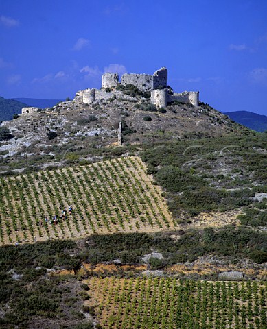 Harvesting in vineyard below Chateau dAguilar near   Tuchan Aude France AC Fitou
