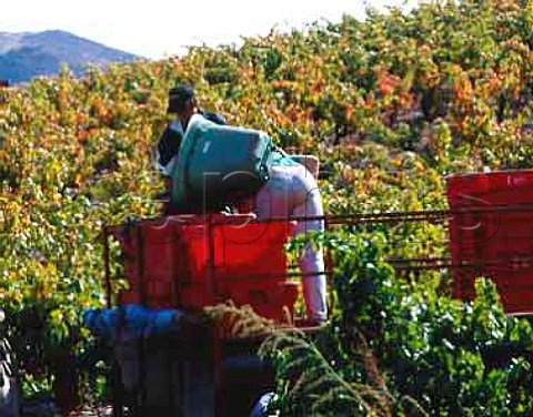 Harvesting Carignan grapes in vineyard of Chateau   LahoreBergez VilleneuvelesCorbieres Aude   France AC Corbieres