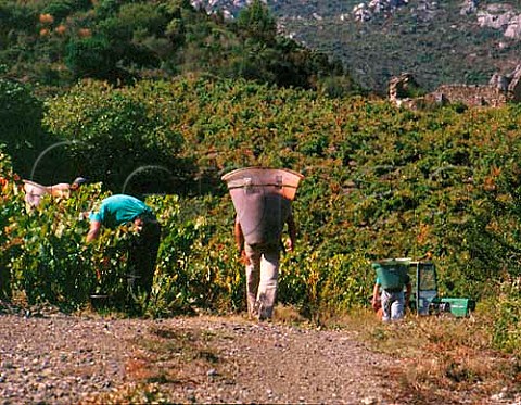 Harvesting Carignan grapes in vineyard of   Chteau LahoreBergez VilleneuvelesCorbires   Aude France    AC Corbires