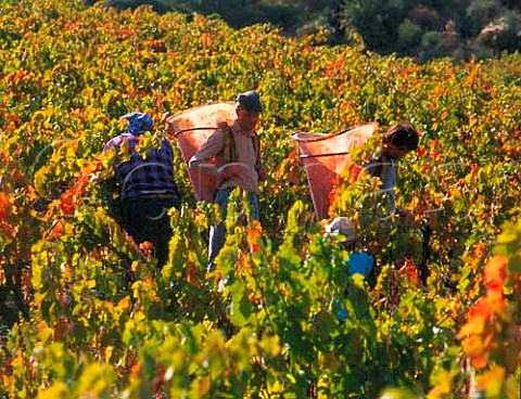Harvesting Carignan grapes in vineyard of   Chteau LahoreBergez VilleneuvelesCorbires    Aude France   AC Corbires