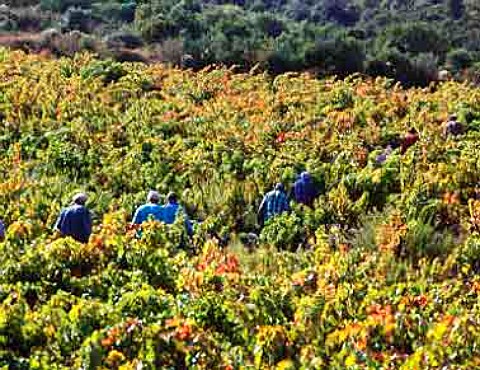 Harvesting Carignan grapes in vineyard of Chateau   LahoreBergez VilleneuvelesCorbieres Aude   France AC Corbieres