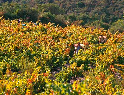 Harvesting Carignan grapes in vineyard of   Chteau LahoreBergez VilleneuvelesCorbires    Aude France   AC Corbires