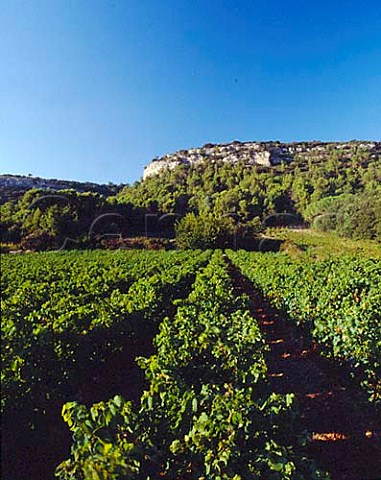 Vineyards below the Dent de Marcoule at Chusclan   Gard France AC Cotes du RhoneVillages
