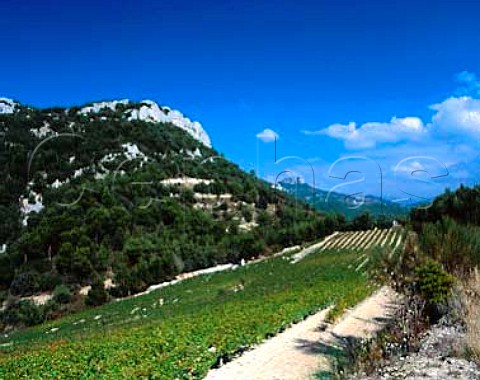 Vineyard high on the slopes of the Dentelles de   Montmirail above Gigondas Vaucluse France  AC   Gigondas