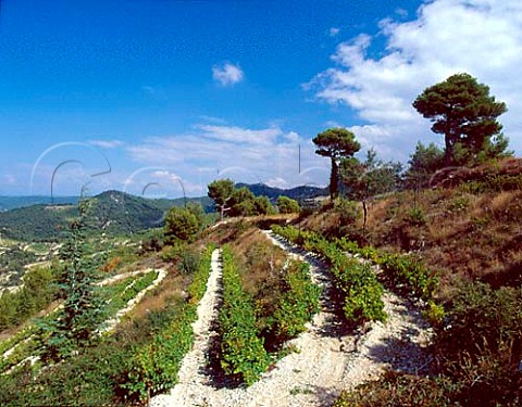 Terraced vineyards high on the slopes of the   Dentelles de Montmirail above Gigondas   Vaucluse France   AC Gigondas