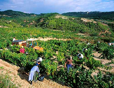 Harvesting Grenache grapes in vineyard at   BeaumesdeVenise Vaucluse France   Ctes du RhneVillages