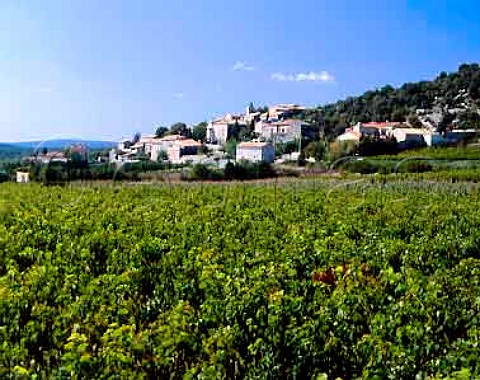 Syrah vineyard at Bidon Ardeche France VDQS Cotes   du Vivarais