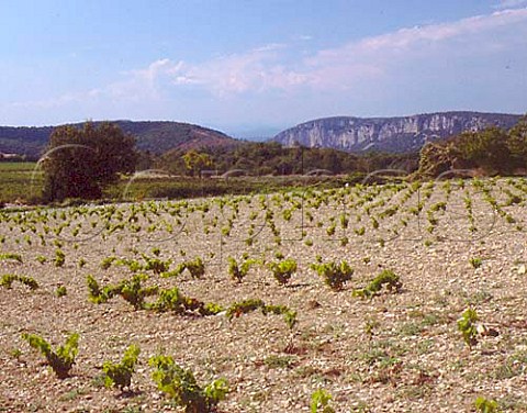 New vineyard near StRemeze with the Ardeche Gorge   beyond Ardeche France VDQS Cotes du Vivarais
