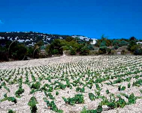 New vineyard near StRemeze Ardeche France VDQS   Cotes du Vivarais
