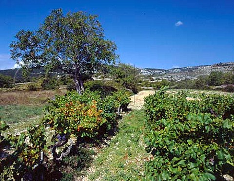 Vineyard near StRemeze Ardeche France VDQS Cotes   du Vivarais