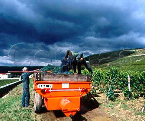 Harvesting Syrah grapes in vineyard of Paul Jaboulet Ain on the hill of Hermitage TainlHermitage   France