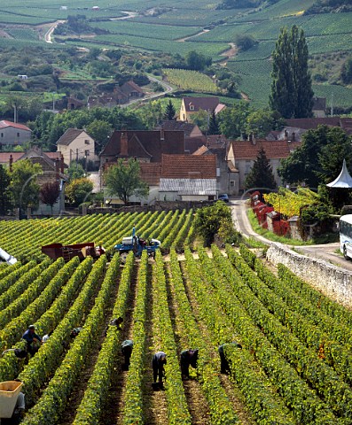 Harvesting Pinot Noir grapes in Les Brterins   vineyard AuxeyDuresses Cte dOr France      Cte de Beaune