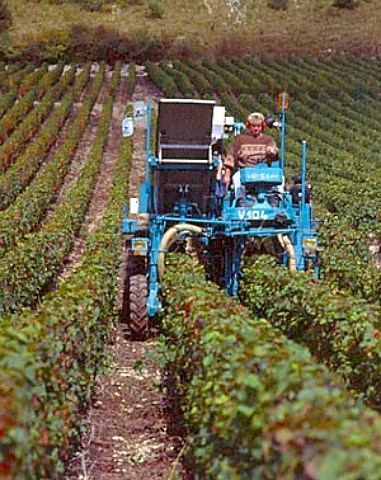 Machine harvesting of Pinot Noir grapes at   AuxeyDuresses Cote dOr France Cote de Beaune