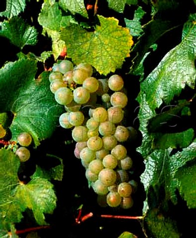 Ripe Chardonnay grapes in Vaudsir one of the Grand   Cru vineyards of Chablis Yonne France