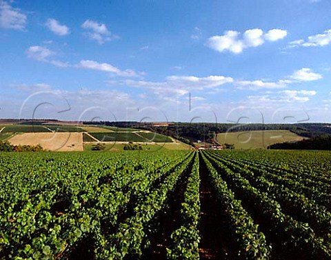Vineyards at FontenaypresChablis Yonne France    AC Chablis