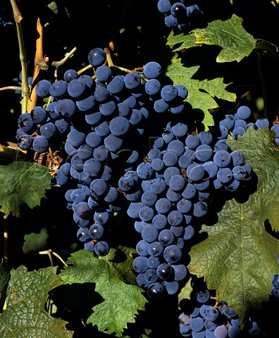 Cabernet Franc grapes   