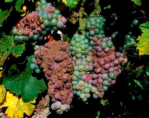 Chenin Blanc grapes being attacked by Noble Rot   botrytis   AC Vouvray